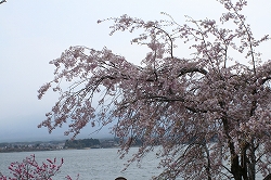 桜10.jpg