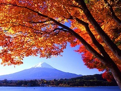 美しい紅葉と富士山.jpg